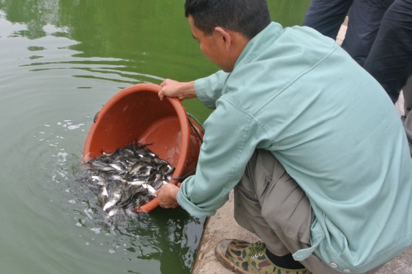 丁桂鱼的养殖条件,养殖前需要进行消毒处理