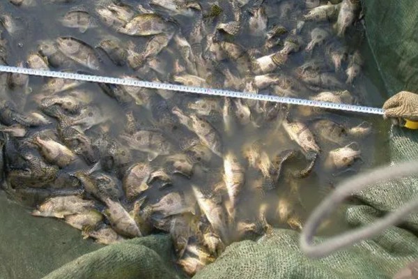 丁桂鱼的养殖条件,养殖前需要进行消毒处理