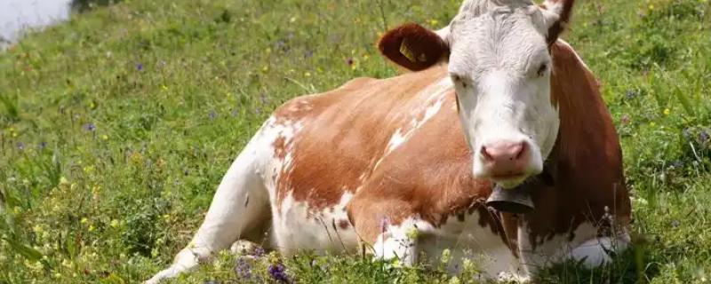 油菜杆可以喂牛吗，饲喂后可促进牛生长