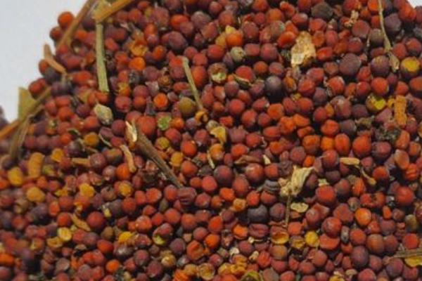 红菜苔的播种时间,适合在8月下旬进行