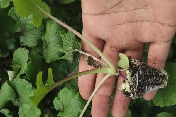 红菜苔的播种时间,适合在8月下旬进行