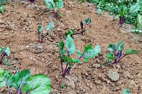 红菜苔的播种时间,适合在8月下旬进行