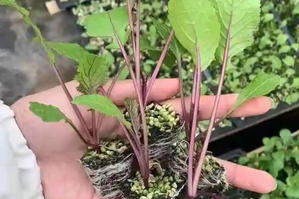 红菜苔的播种时间,适合在8月下旬进行