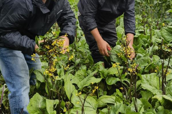 红菜苔的播种时间,适合在8月下旬进行