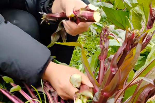 红菜苔的播种时间,适合在8月下旬进行