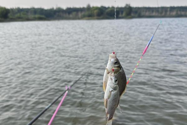 几号伊豆钩能做到大小通杀,不存在大小通杀的钩型
