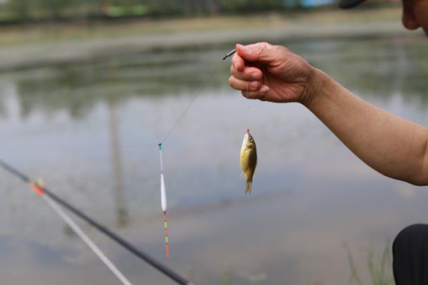 几号伊豆钩能做到大小通杀,不存在大小通杀的钩型