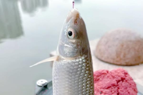 几号伊豆钩能做到大小通杀,不存在大小通杀的钩型