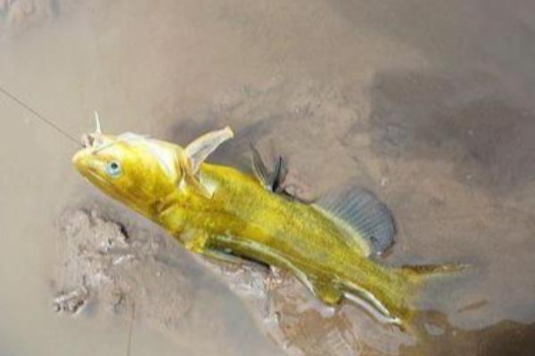 几号伊豆钩能做到大小通杀,不存在大小通杀的钩型