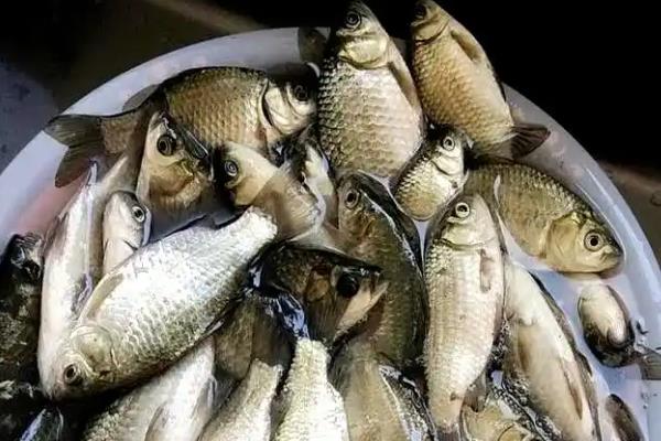 几号伊豆钩能做到大小通杀,不存在大小通杀的钩型