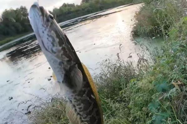 几号伊豆钩能做到大小通杀,不存在大小通杀的钩型