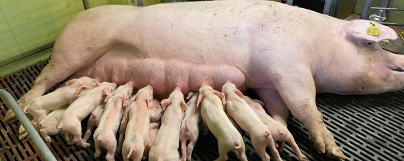 猪下崽一般要多长时间，通常2-3小时