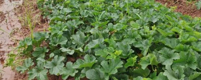 种香如蜜施哪种肥，底肥以有机肥为主