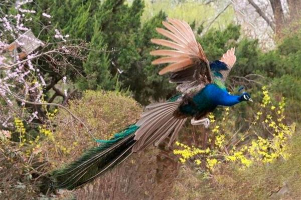 孔雀会不会飞，最高能飞到十几米左右