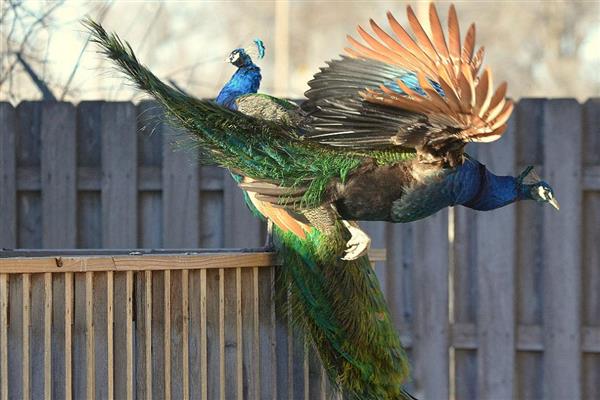 孔雀会不会飞，最高能飞到十几米左右