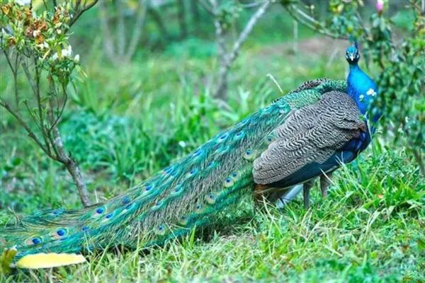 孔雀会不会飞，最高能飞到十几米左右