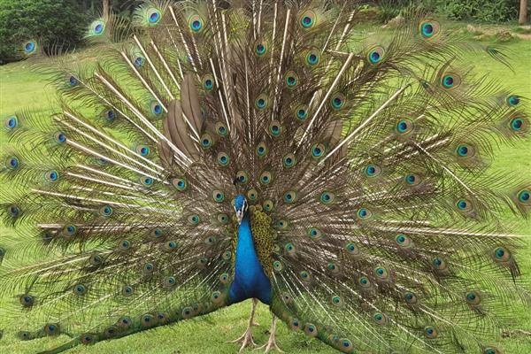 孔雀会不会飞，最高能飞到十几米左右