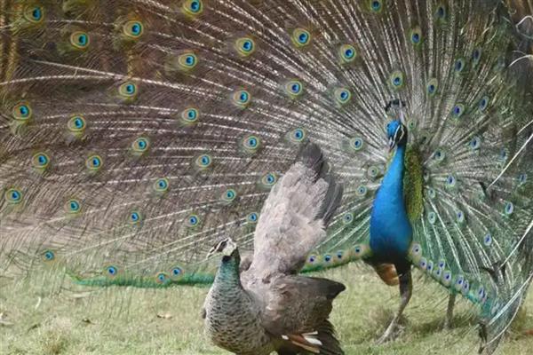 孔雀会不会飞，最高能飞到十几米左右