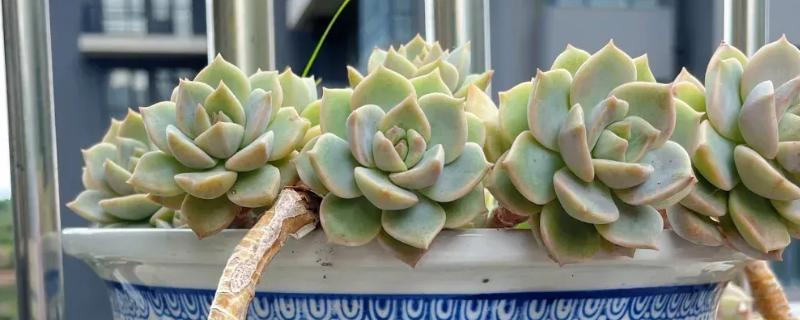 白牡丹多肉能否在家门口种植,室外种植受到强光照射会脱水干枯