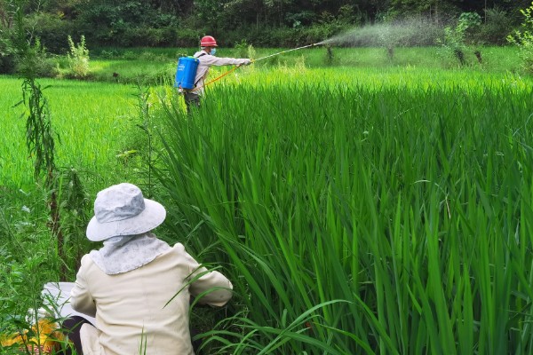 能百旺有什么作用，具有促进植物生长、提高花芽分化率等效果