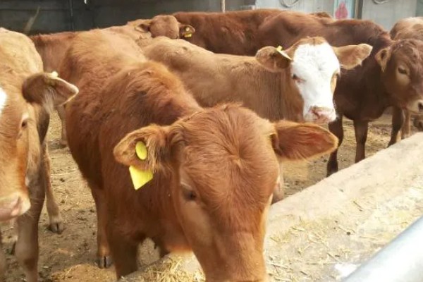 养殖黄牛的成本和利润，一头牛的成本为8000元左右