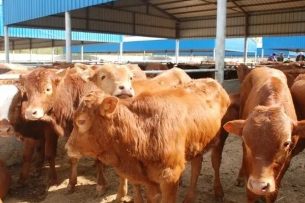 养殖黄牛的成本和利润，一头牛的成本为8000元左右