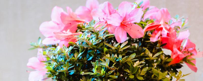 杜鹃花的颜色，常见白色、紫色、黄色等类型