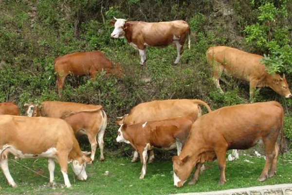 养殖黄牛的成本和利润，一头牛的成本为8000元左右