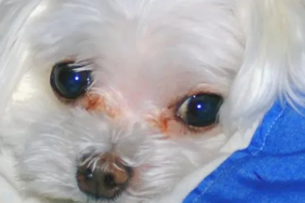 狗狗出现泪痕的原因，可能是饮食不当、眼部感染等因素所致