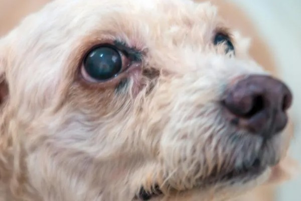 狗狗出现泪痕的原因，可能是饮食不当、眼部感染等因素所致