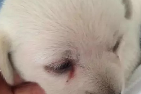 狗狗出现泪痕的原因，可能是饮食不当、眼部感染等因素所致