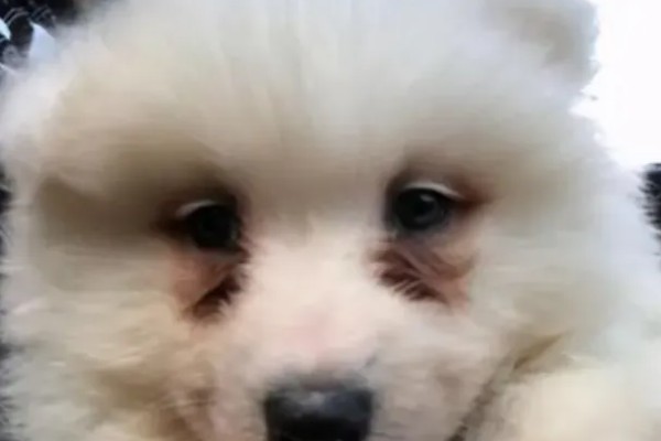 狗狗出现泪痕的原因，可能是饮食不当、眼部感染等因素所致