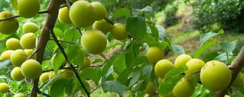 青梅树的修剪时间，主干长得过高时要截断