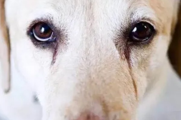 狗狗出现泪痕的原因，可能是饮食不当、眼部感染等因素所致
