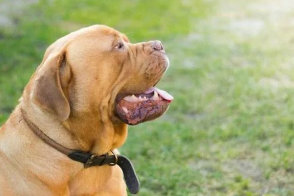 狗狗出现泪痕的原因，可能是饮食不当、眼部感染等因素所致