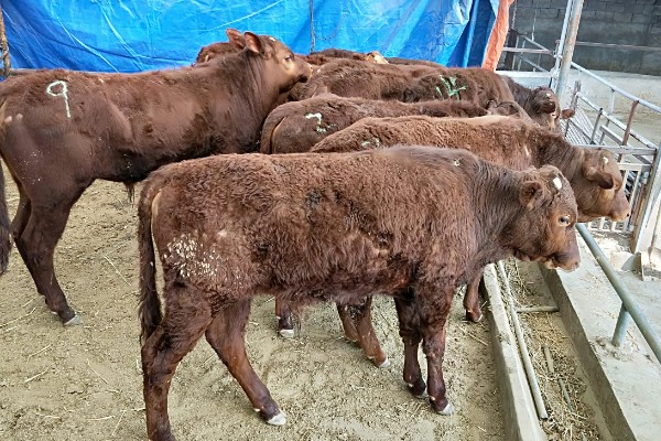 养殖黄牛的成本和利润，一头牛的成本为8000元左右