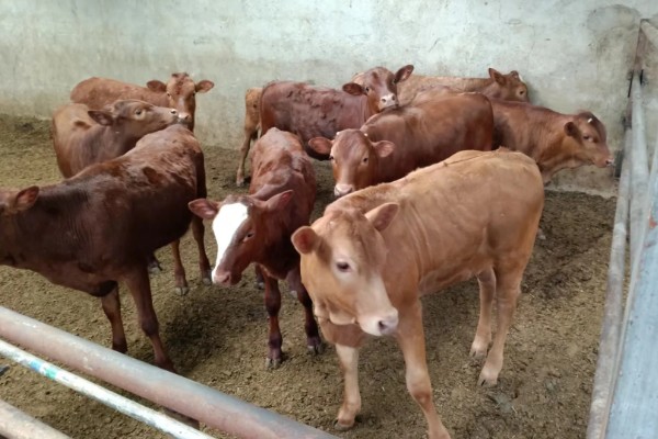 养殖黄牛的成本和利润，一头牛的成本为8000元左右