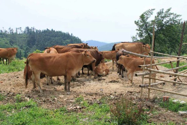 养殖黄牛的成本和利润，一头牛的成本为8000元左右