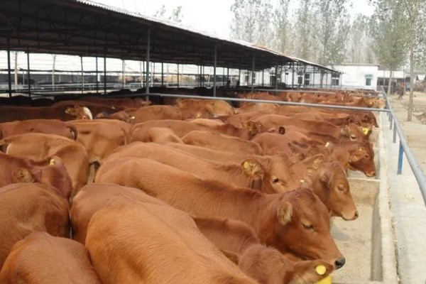 养殖黄牛的成本和利润，一头牛的成本为8000元左右