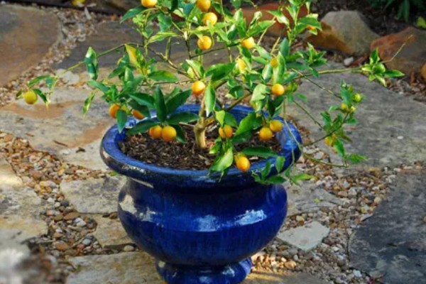 大口矮盆适合养哪些植物，以匍匐茎植物、浅根植物、矮小果树为宜