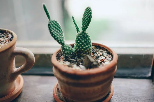 大口矮盆适合养哪些植物，以匍匐茎植物、浅根植物、矮小果树为宜