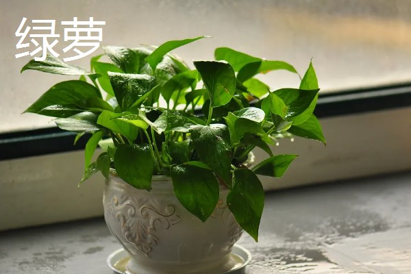 大口矮盆适合养哪些植物，以匍匐茎植物、浅根植物、矮小果树为宜