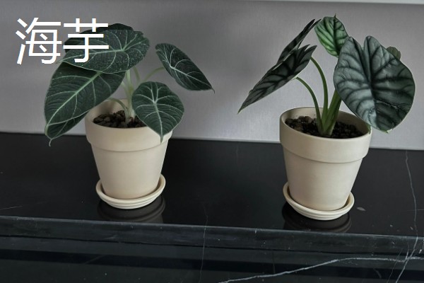 大口矮盆适合养哪些植物，以匍匐茎植物、浅根植物、矮小果树为宜