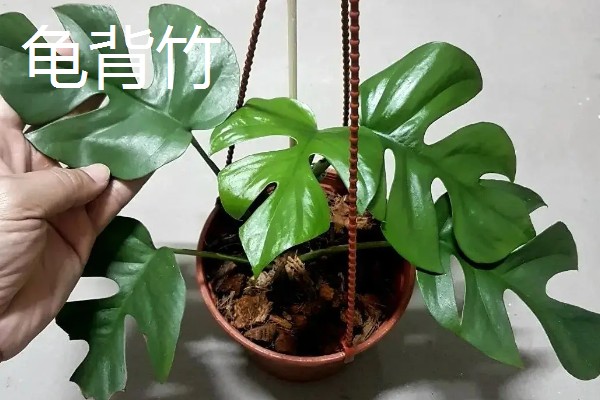 大口矮盆适合养哪些植物，以匍匐茎植物、浅根植物、矮小果树为宜