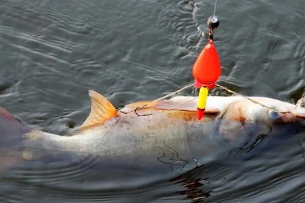 鲢鳙好不好钓，分布较多容易钓获
