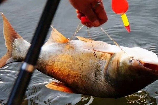 鲢鳙好不好钓，分布较多容易钓获