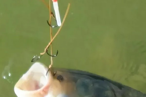 鲢鳙好不好钓，分布较多容易钓获