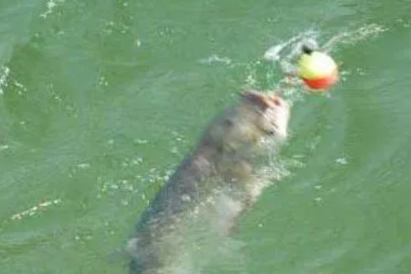 鲢鳙好不好钓，分布较多容易钓获