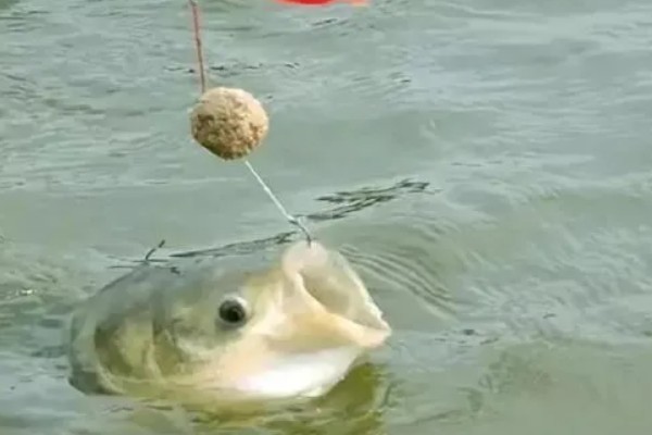 鲢鳙好不好钓，分布较多容易钓获