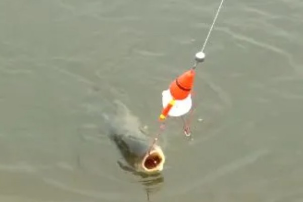 鲢鳙好不好钓，分布较多容易钓获